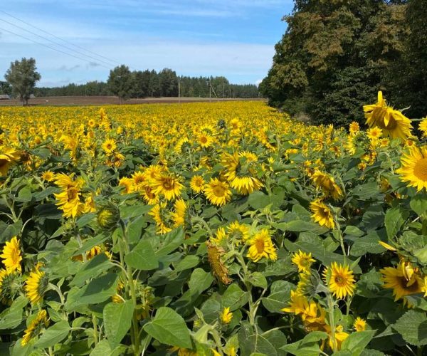 Nefrytowy Zakątek okolice